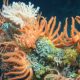 MARINE INSTITUTE RELEASES MAJOR BENTHIC DATASET