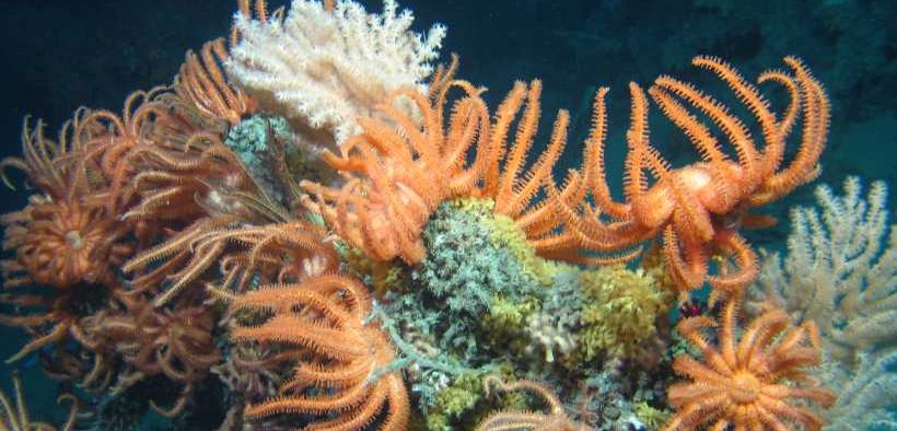 MARINE INSTITUTE RELEASES MAJOR BENTHIC DATASET