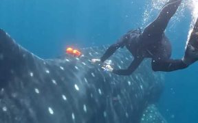 MBA TEAM LAUNCHES WHALE SHARK TAGGING MISSION IN MEXICO