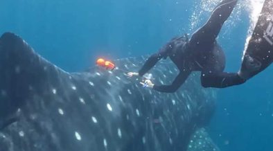MBA TEAM LAUNCHES WHALE SHARK TAGGING MISSION IN MEXICO