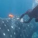MBA TEAM LAUNCHES WHALE SHARK TAGGING MISSION IN MEXICO