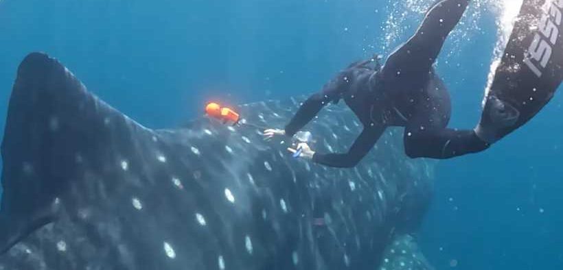 MBA TEAM LAUNCHES WHALE SHARK TAGGING MISSION IN MEXICO