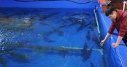 NEW FAO PROJECT AIMS TO TRANSFORM KYRGYZSTAN’S FISH SECTOR