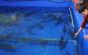 NEW FAO PROJECT AIMS TO TRANSFORM KYRGYZSTAN’S FISH SECTOR