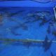 NEW FAO PROJECT AIMS TO TRANSFORM KYRGYZSTAN’S FISH SECTOR