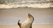 OCEANA REATION TO KING'S SPEECH