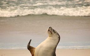 OCEANA REATION TO KING'S SPEECH
