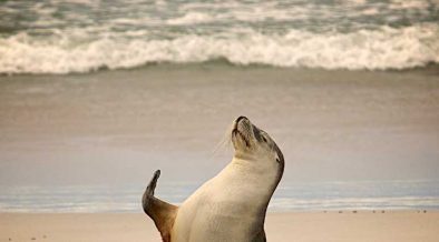 OCEANA REATION TO KING'S SPEECH