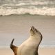 OCEANA REATION TO KING'S SPEECH