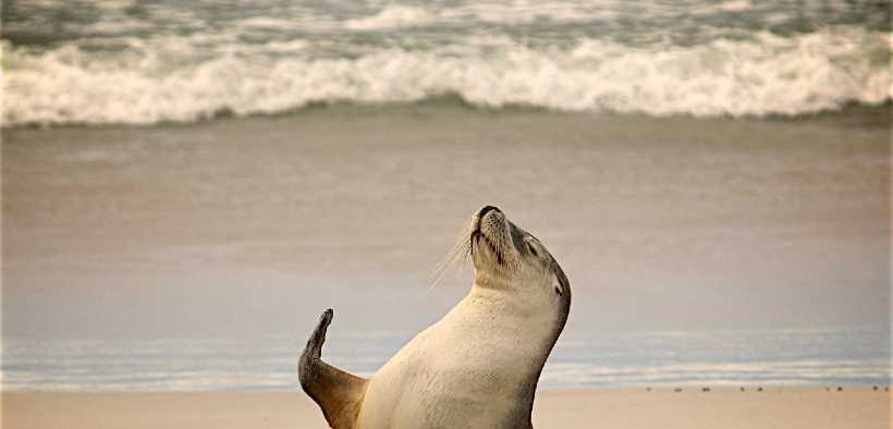 OCEANA REATION TO KING'S SPEECH