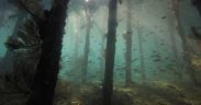 OLD OFFSHORE PLATFORMS MAY SUPPORT MARINE ECOSYSTEMS