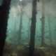 OLD OFFSHORE PLATFORMS MAY SUPPORT MARINE ECOSYSTEMS