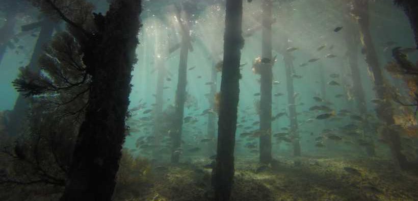 OLD OFFSHORE PLATFORMS MAY SUPPORT MARINE ECOSYSTEMS