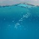 PML BACKS CALL FOR SAFEGUARDS ON EMERGING OCEAN CARBON REMOVAL
