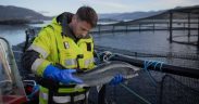 SCOTTISH SALMON EXPORTS SOAR TO £6 BILLION OVER DECADE