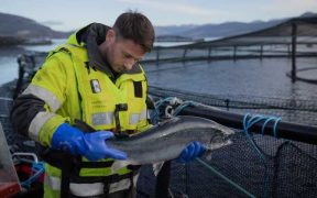 SCOTTISH SALMON EXPORTS SOAR TO £6 BILLION OVER DECADE