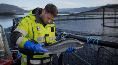 SCOTTISH SALMON EXPORTS SOAR TO £6 BILLION OVER DECADE
