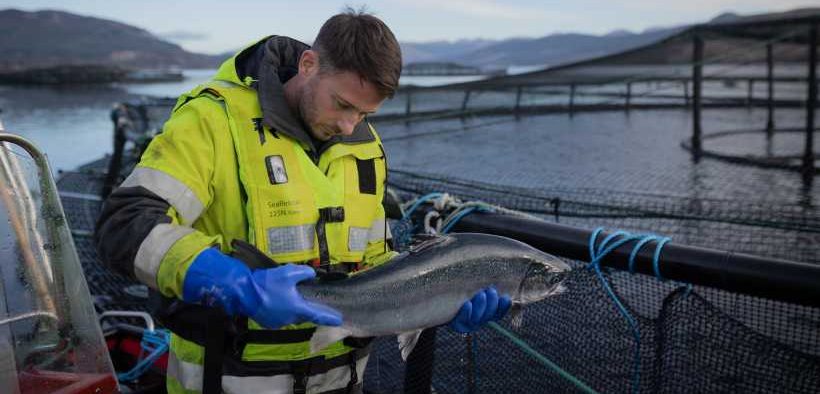 SCOTTISH SALMON EXPORTS SOAR TO £6 BILLION OVER DECADE