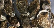 SCOTTISH SHELLFISH FARM PRODUCTION SURVEY 2025