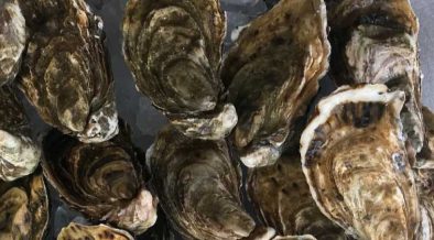 SCOTTISH SHELLFISH FARM PRODUCTION SURVEY 2025