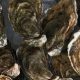 SCOTTISH SHELLFISH FARM PRODUCTION SURVEY 2025