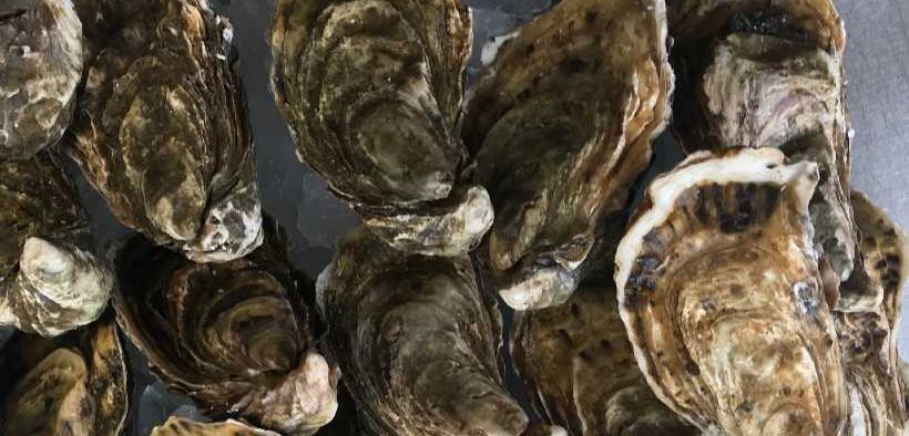 SCOTTISH SHELLFISH FARM PRODUCTION SURVEY 2025