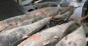 TUNA LIBERALISATION VIA FREE TRADE AGREEMENTS AND ATQS