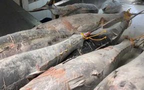 TUNA LIBERALISATION VIA FREE TRADE AGREEMENTS AND ATQS