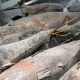 TUNA LIBERALISATION VIA FREE TRADE AGREEMENTS AND ATQS