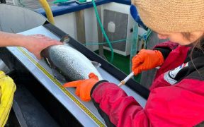 WELLFISH TECH SECURES APPROVAL FOR NON-LETHAL BLOOD SAMPLING