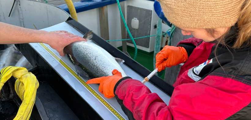 WELLFISH TECH SECURES APPROVAL FOR NON-LETHAL BLOOD SAMPLING