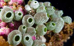 WHAT SCIENTISTS FOUND INSIDE CORAL REEFS