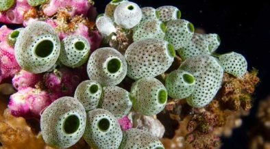 WHAT SCIENTISTS FOUND INSIDE CORAL REEFS