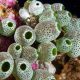 WHAT SCIENTISTS FOUND INSIDE CORAL REEFS