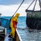 BOOSTING FISH STOCK VISIBILITY WITH SATELLITE MONITORING