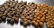 FISH FEED ADDITIVES GAIN MOMENTUM