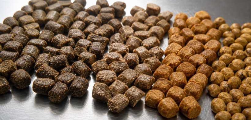 FISH FEED ADDITIVES GAIN MOMENTUM