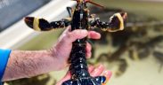 FISHING MASTER PLEADS GUILTY TO RETAINING BELOW MINIMUM