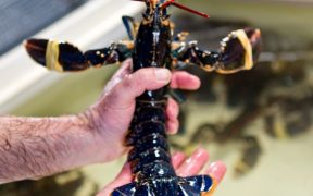 FISHING MASTER PLEADS GUILTY TO RETAINING BELOW MINIMUM