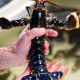 FISHING MASTER PLEADS GUILTY TO RETAINING BELOW MINIMUM
