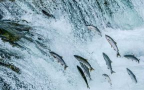 FORMER OFFICIALS DEFEND ALASKA’S FISH-FIRST COMMITMENT