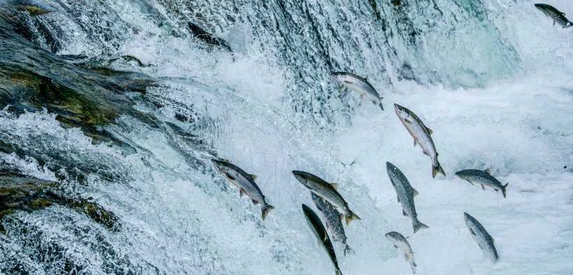 FORMER OFFICIALS DEFEND ALASKA’S FISH-FIRST COMMITMENT