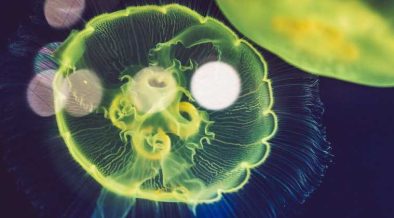 GLOBAL LEADERS ANNOUNCE $6.4 BILLION FOR OCEAN ACTION