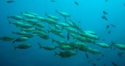 GreenFish expands global reach as demand grows for AI-powered fishing intelligence