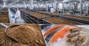 Insect Protein Drives Fish Meal Replacement Growth