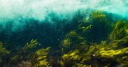 KELP FORESTS SHOW RESILIENCE TO DISTURBANCE(1)