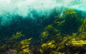 KELP FORESTS SHOW RESILIENCE TO DISTURBANCE(1)