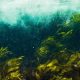 KELP FORESTS SHOW RESILIENCE TO DISTURBANCE(1)