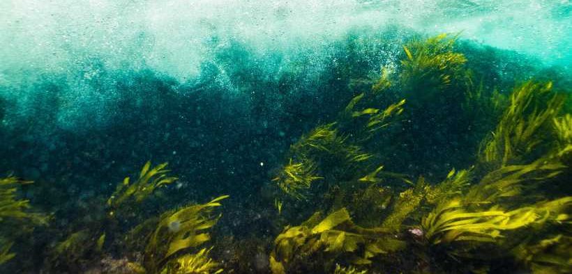 KELP FORESTS SHOW RESILIENCE TO DISTURBANCE(1)