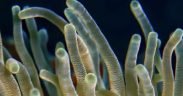 LANDMARK 50 REEFS